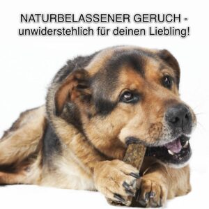 ein alter Schäferhund Mischling kaut auf einem Knochen, Hintergrund weiß
